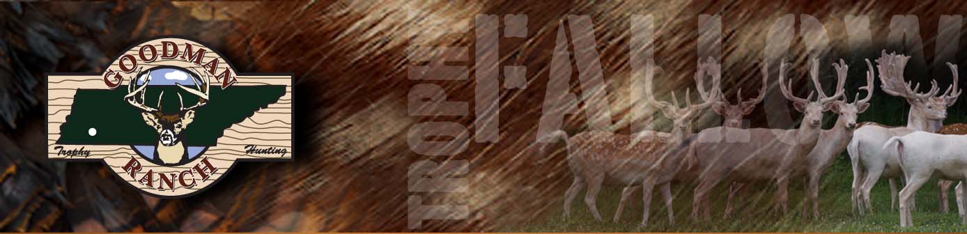 Fallow Deer Hunting Tennessee Goodman Ranch