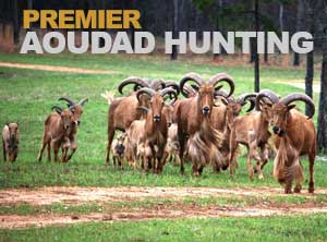 aoudad hunting expedition