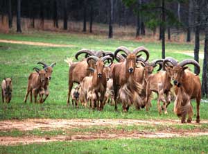 Aoudad Hunting