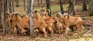 Aoudad Hunting Tennessee