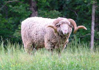 Ram Barbarossa Ram Hunting Tennessee