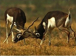 Blackbuck Antelope Hunting Tennessee