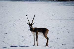 Blackbuck Antelope Hunts Tennessee