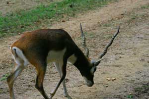 Antelope Blackbuck Hunts