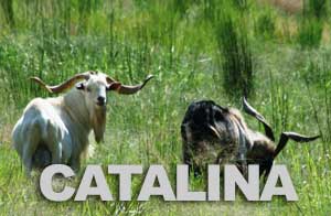 Catalinda Hunting