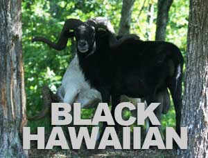 Black Hawaiian Hunting