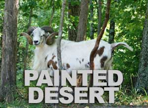 Painted Desert Hunting