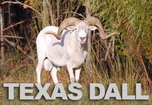 Texas Dall Hunting