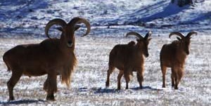 Barbary Sheep Hunting