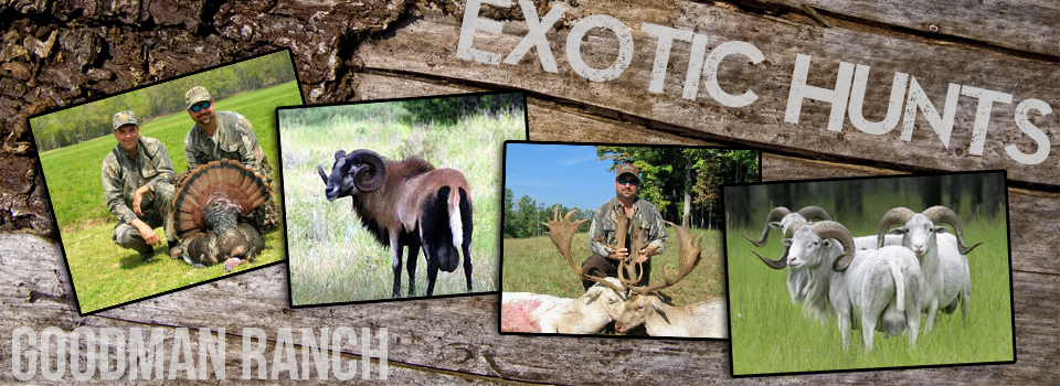 exotic-hunts-2013