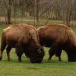 bison-hunting