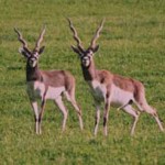 blackbuck-hunts