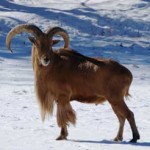 trophy-aoudad-hunts