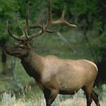 trophy-elk-hunts