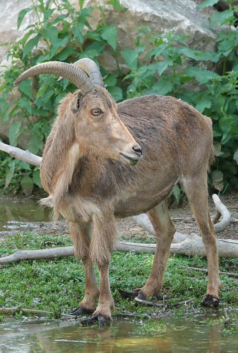 Aoudad 2