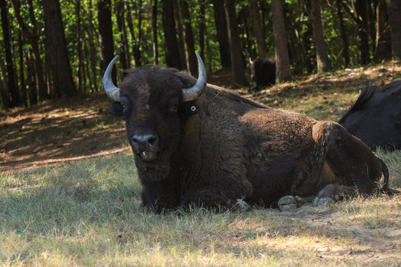 Bison Hunting Tennessee