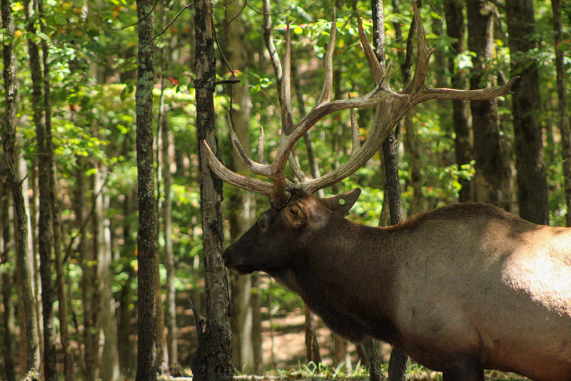 Elk Hunting Tennessee