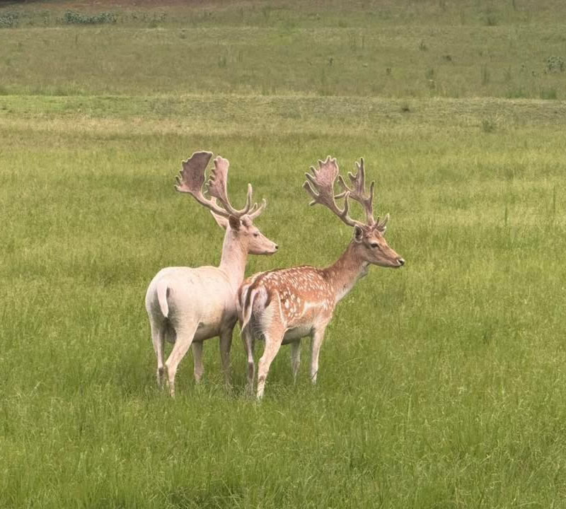 Fallow Deer Hunts
