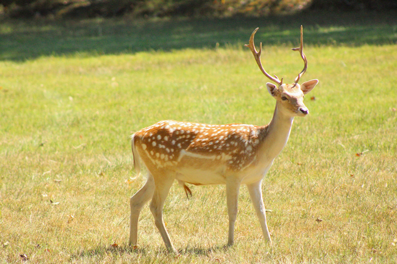 Fallow Deer Hunt
