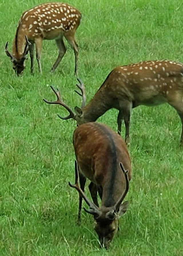 Sika Deer Hunt