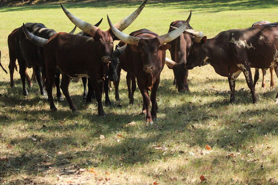 Tennessee Hunting - Goodman Ranch