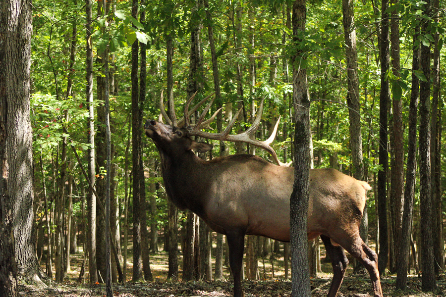 Tennessee Hunts - Goodman Ranch