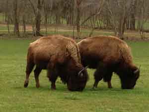 bison buffalo hunting