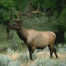 elk hunting
