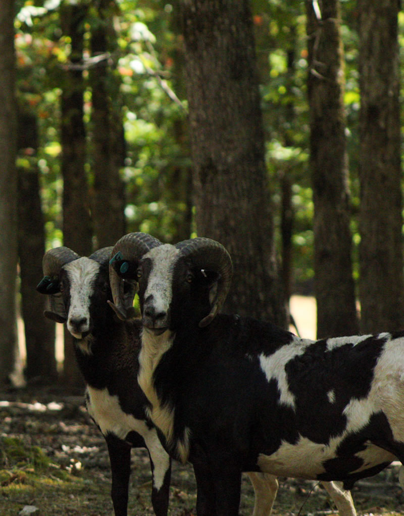 Jacob Four-Horn Sheep Hunt