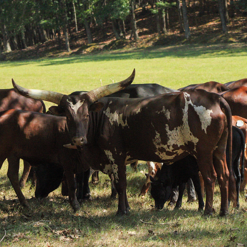 Watusi Cattle