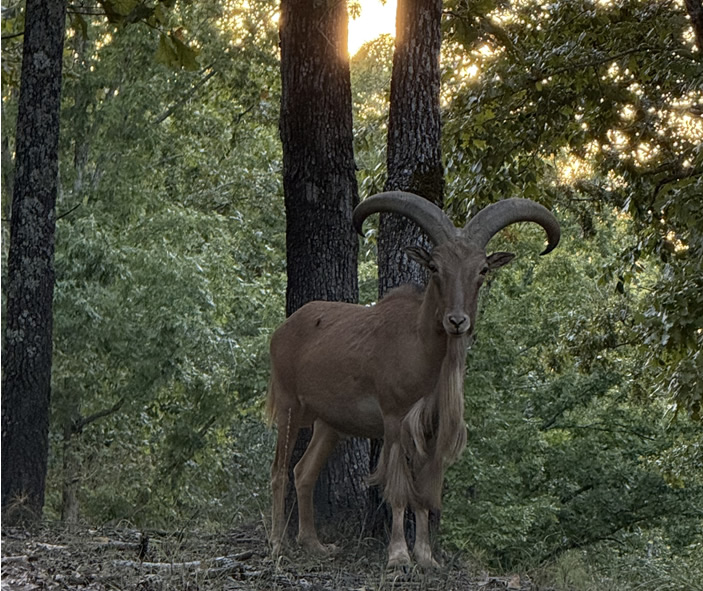 Aoudad Hunting