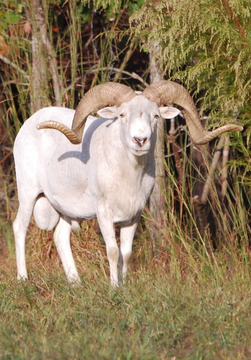 Barbarosa Ram 2