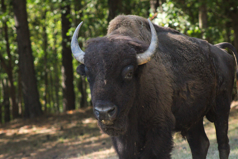 Bison Hunts Tennessee