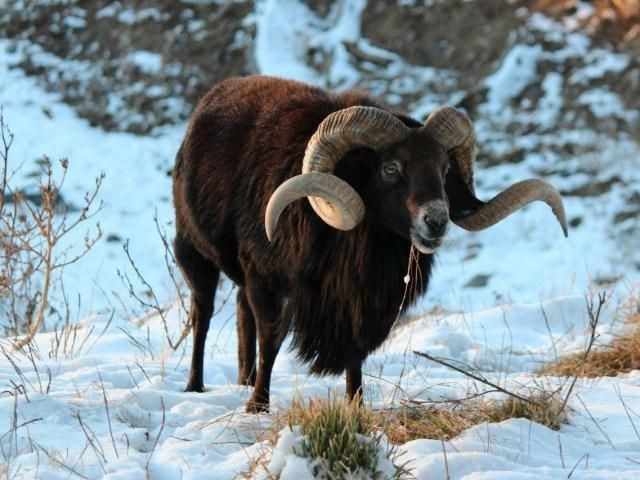 Black Hawaiian Hunting