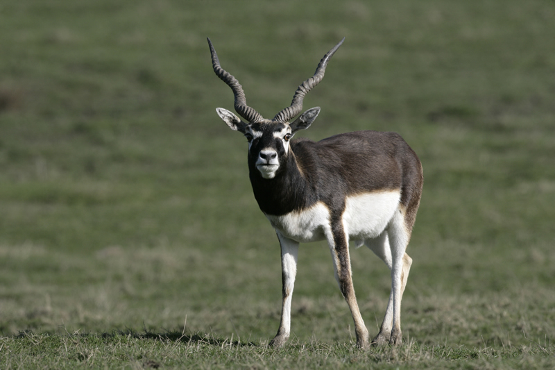 Blackbuck Antelope Hunting