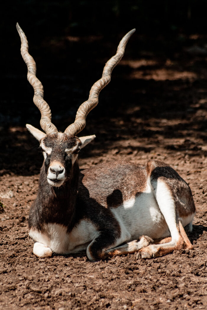 Blackbuck Antelope Hunt
