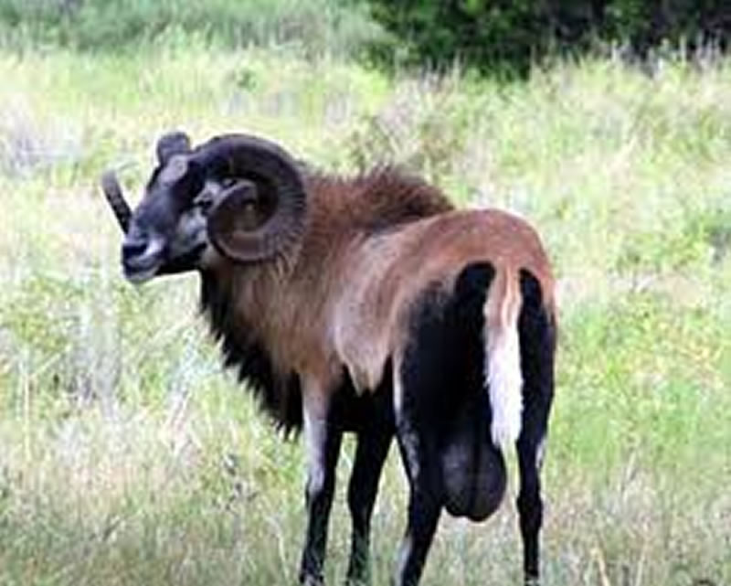 Corsican Sheep