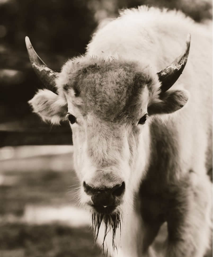 Hunting Tennessee Goodman Ranch