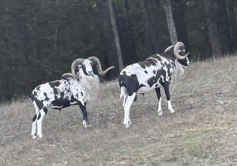 Painted Desert Ram Hunts