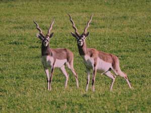 blackbuck hunts