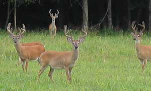 whitetail deer hunting 2