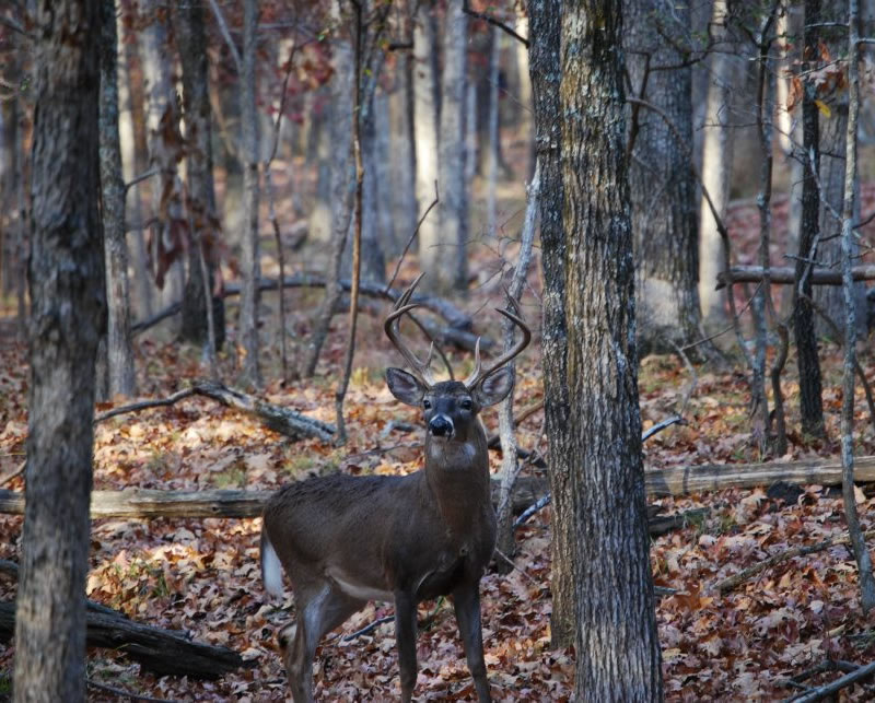 whitetail deer hunts