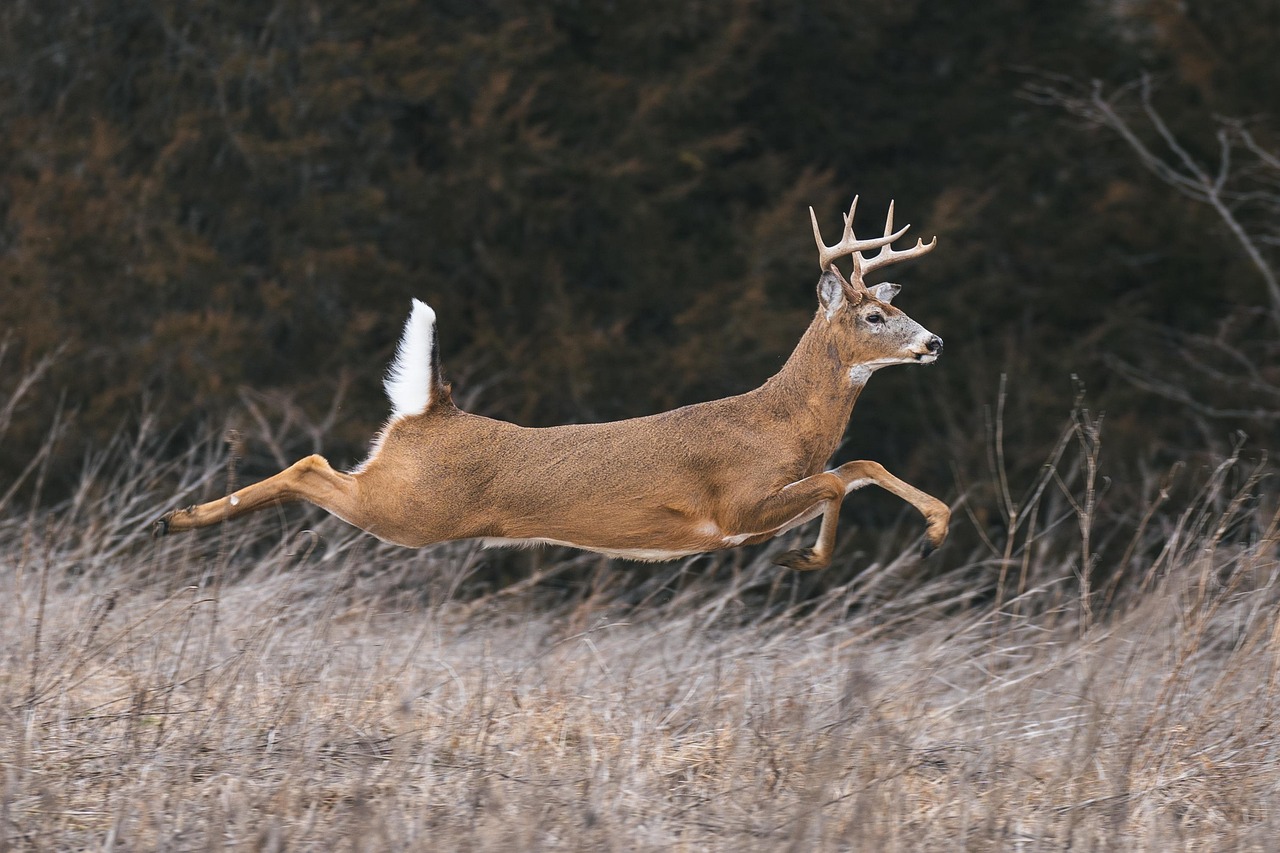 whitetail-deer
