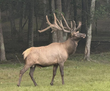 Elk Hunts