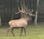 Elk Hunts 90x80