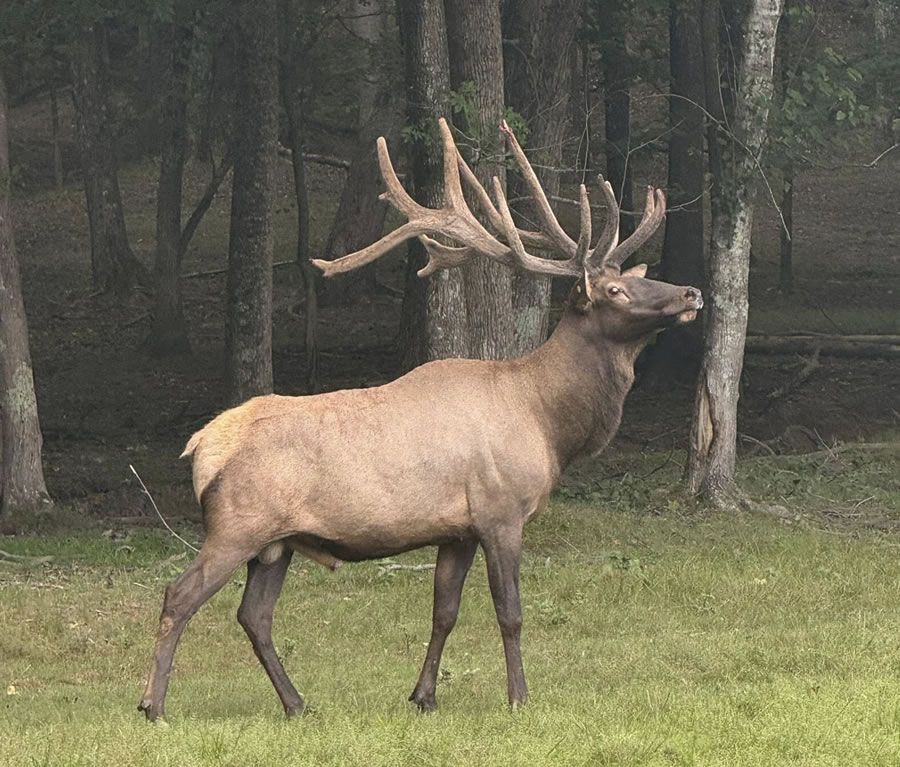 Elk Hunts