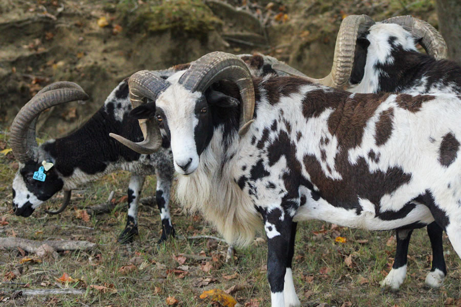 Jacobs Four-Horn Sheep Hunting