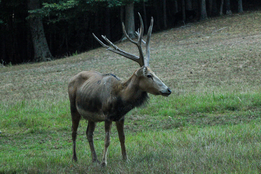 Pere David Deer Hunt