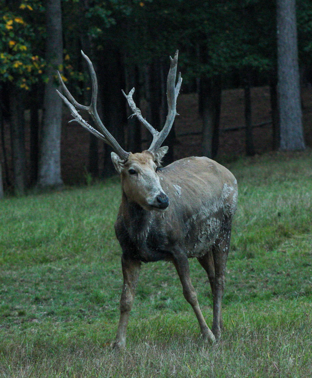 Pere David Deer Hunting