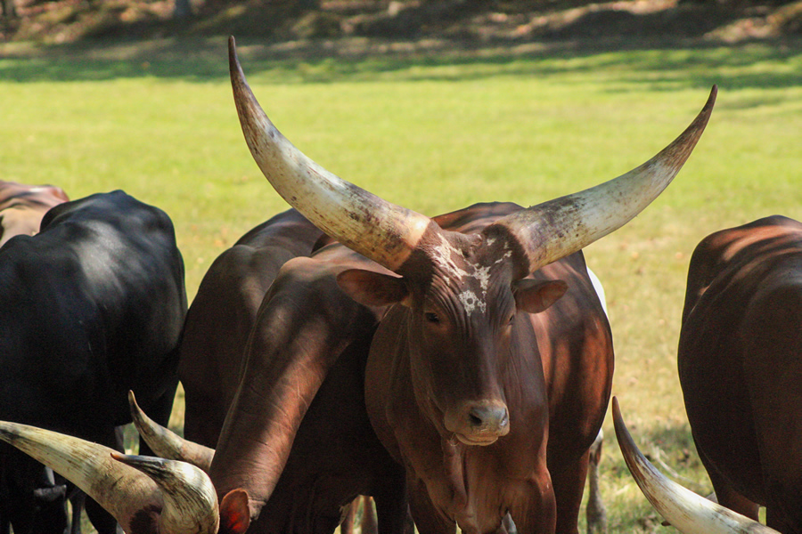 Watusi Cattle